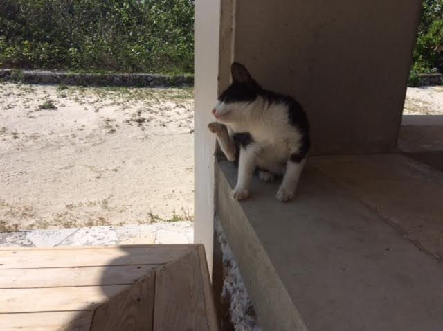 竹富島で見つけた猫の写真