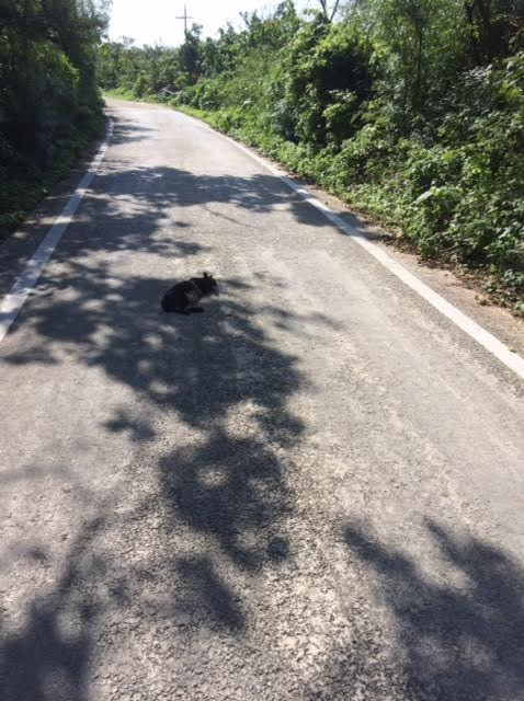 竹富島の道路にいた猫の写真