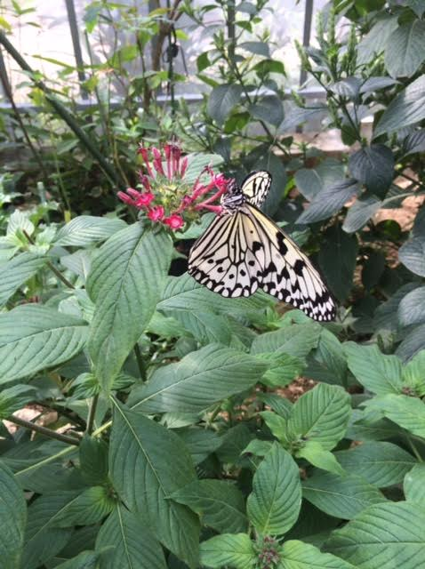 西表島一周ドライブで訪れた蝶々園の蝶の写真
