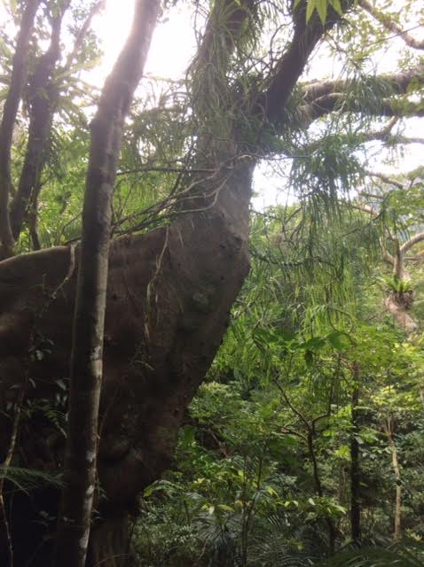 西表島一周ドライブで訪れたマリユドゥ・カンビレーの滝トレッキングの写真