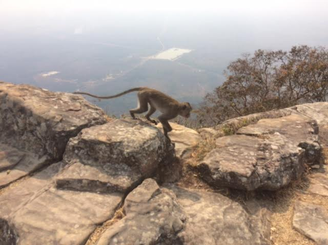 プレアヴィヒア寺院で見た猿の写真