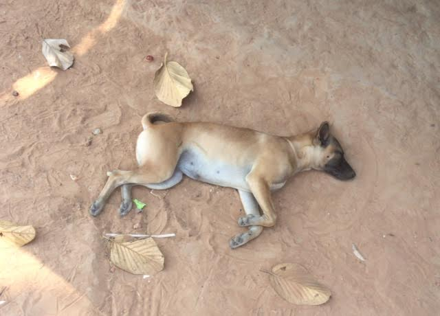 カンボジアひとり旅で撮影した犬の写真