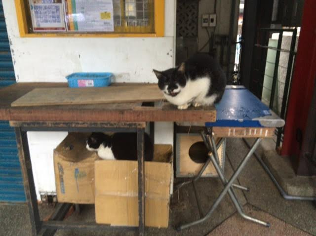 台湾旅行で訪れた猫村の写真