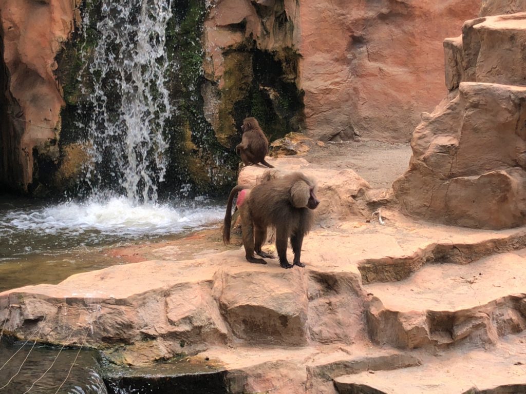 シンガポール動物園の写真