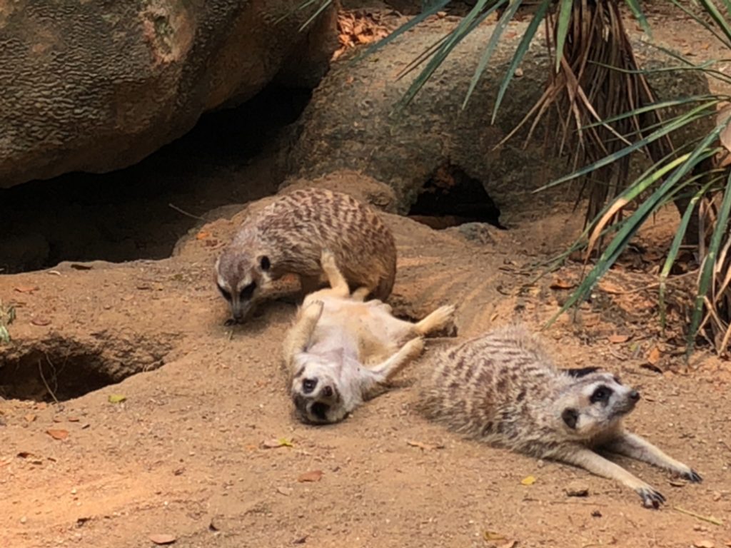 シンガポール動物園のミーアキャット