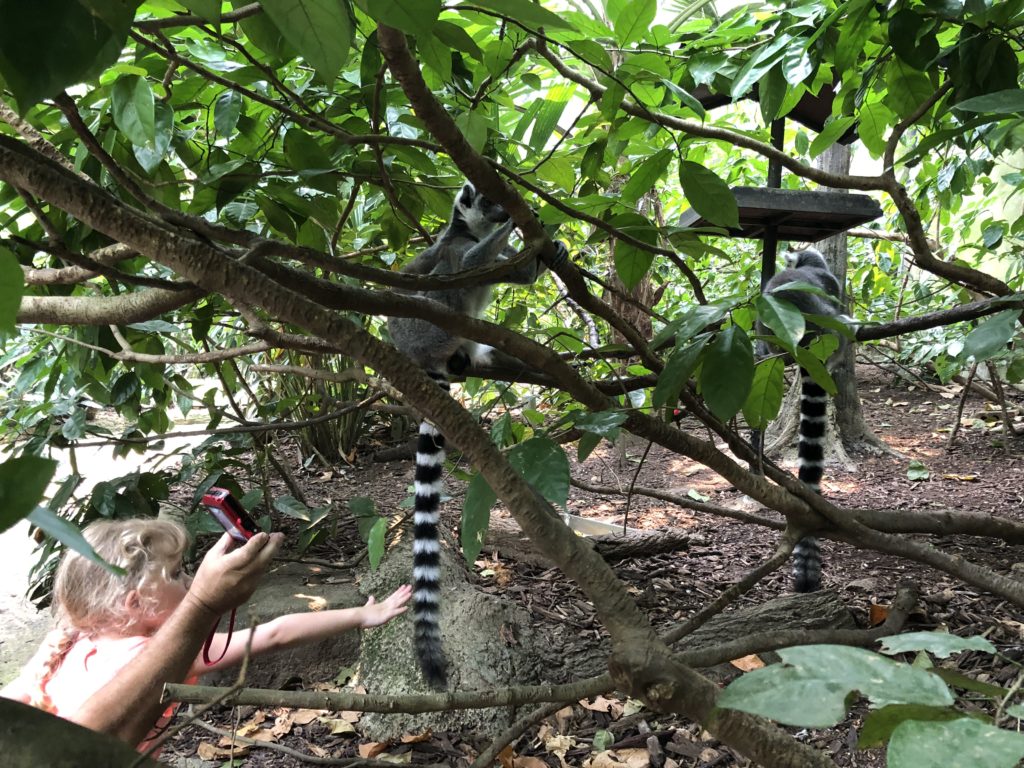 シンガポール動物園の写真