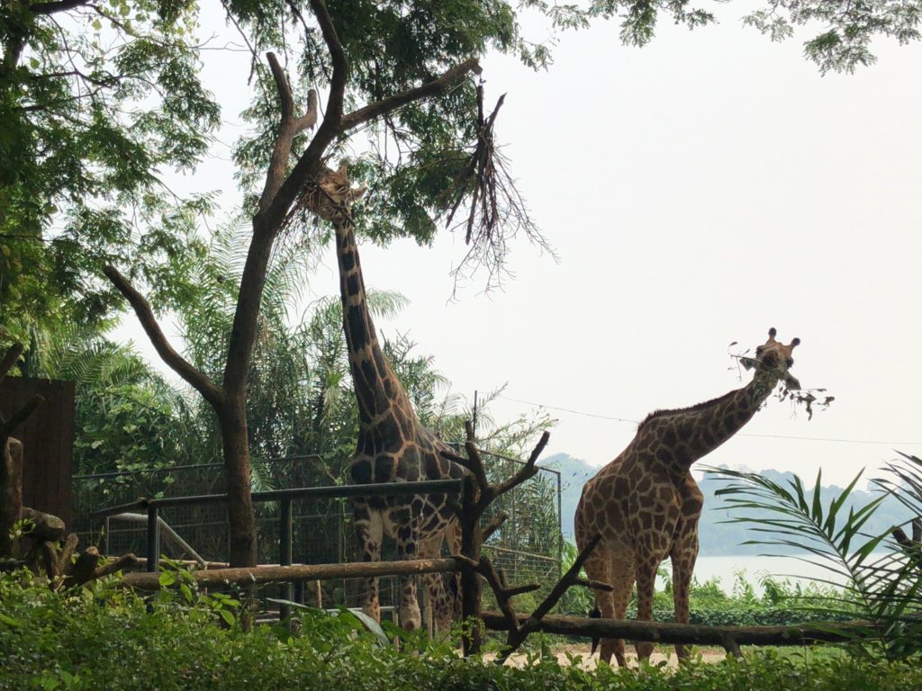 シンガポール動物園の写真