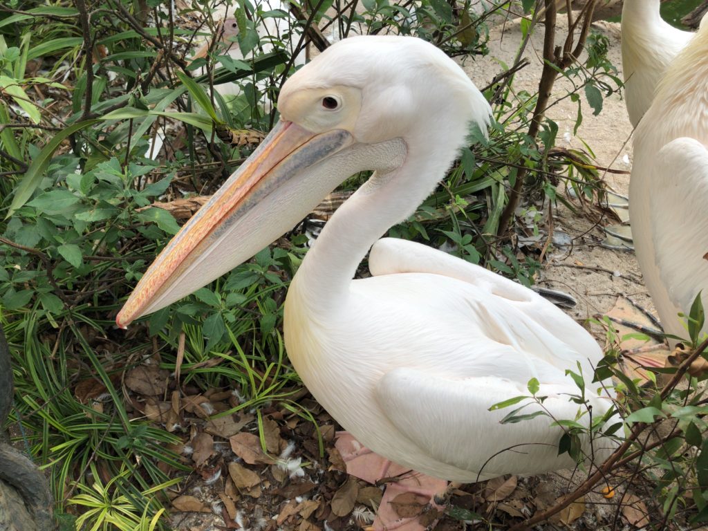 シンガポール動物園の写真