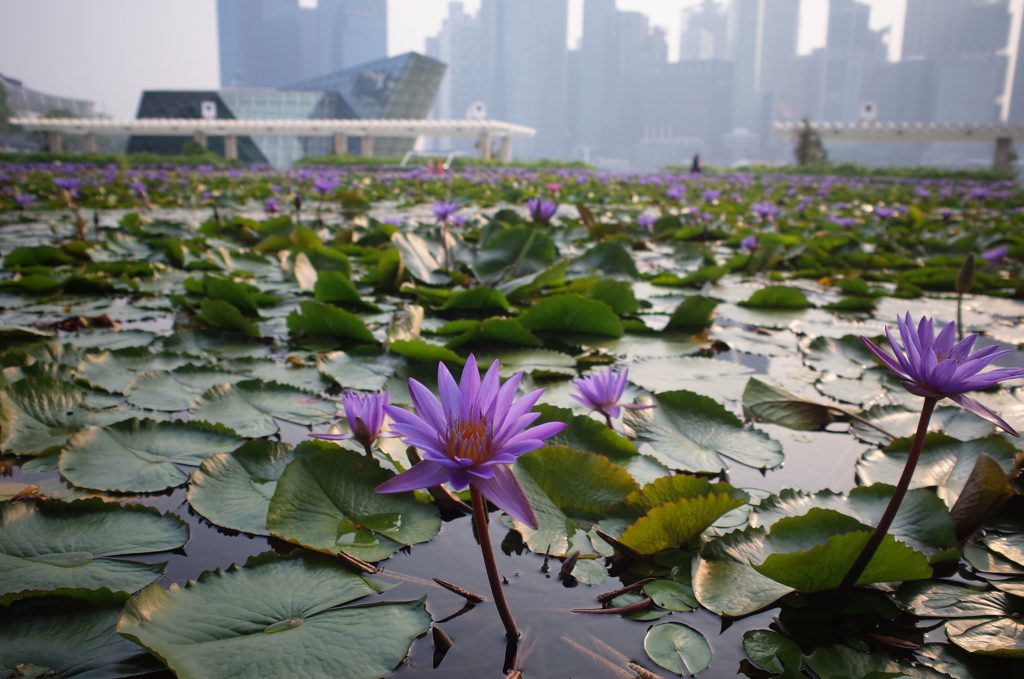 シンガポール一人旅で見た蓮の池の写真